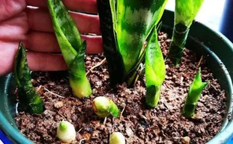 虎皮兰怎样种植才好「虎皮兰怎样种植才好活」