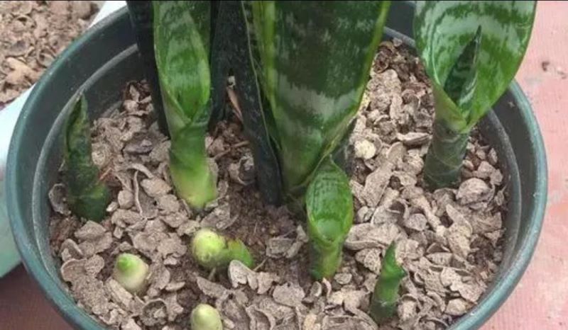 虎皮兰怎样种植才好「虎皮兰怎样种植才好活」