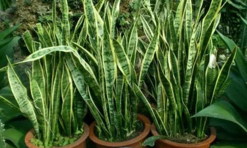 虎皮兰怎样种植才好「虎皮兰怎样种植才好活」