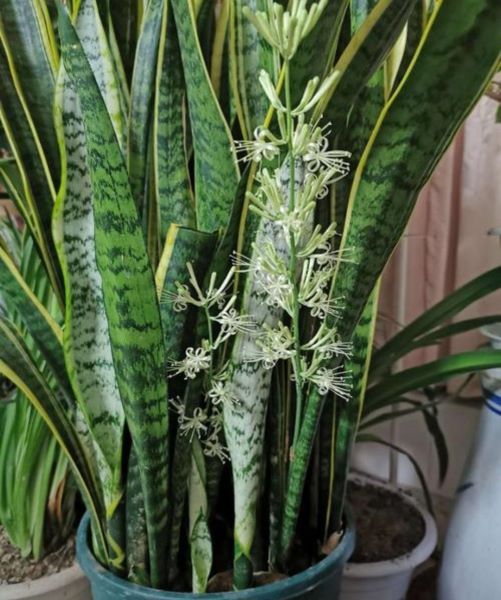 虎皮兰怎样种植才好「虎皮兰怎样种植才好活」