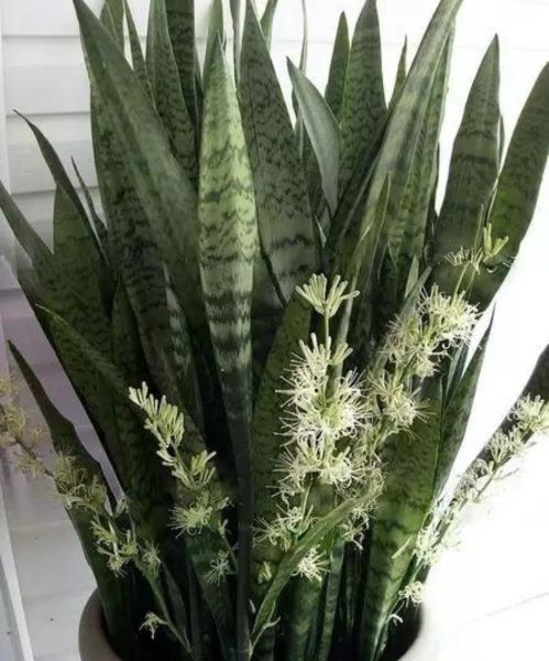 虎皮兰怎样种植才好「虎皮兰怎样种植才好活」