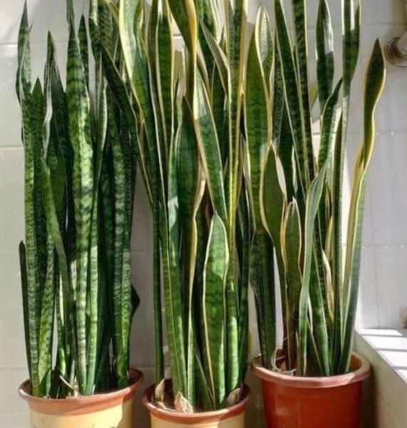 虎皮兰怎样种植才好「虎皮兰怎样种植才好活」
