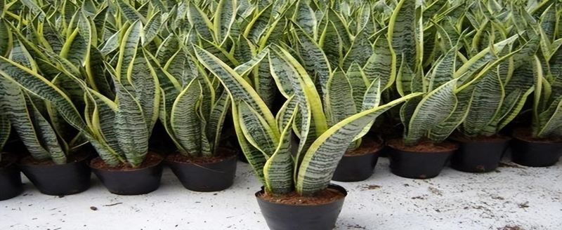 虎皮兰的种植和养护方法「虎皮兰的种植和养护方法视频」