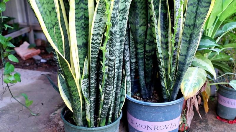 虎皮兰种植方法与技巧「虎皮兰种植方法与技巧视频大全」