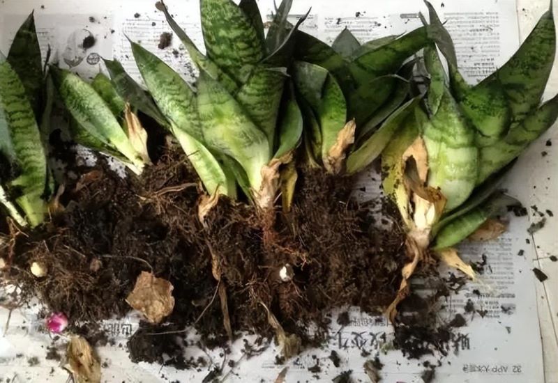 虎皮兰种植方法与技巧「虎皮兰种植方法与技巧视频大全」