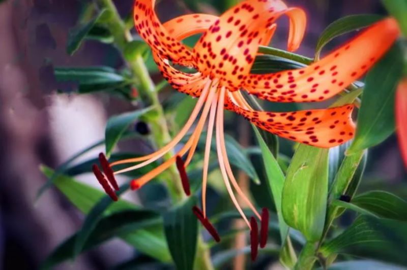 虎皮百合花语是什么「虎皮百合花语是什么意思」