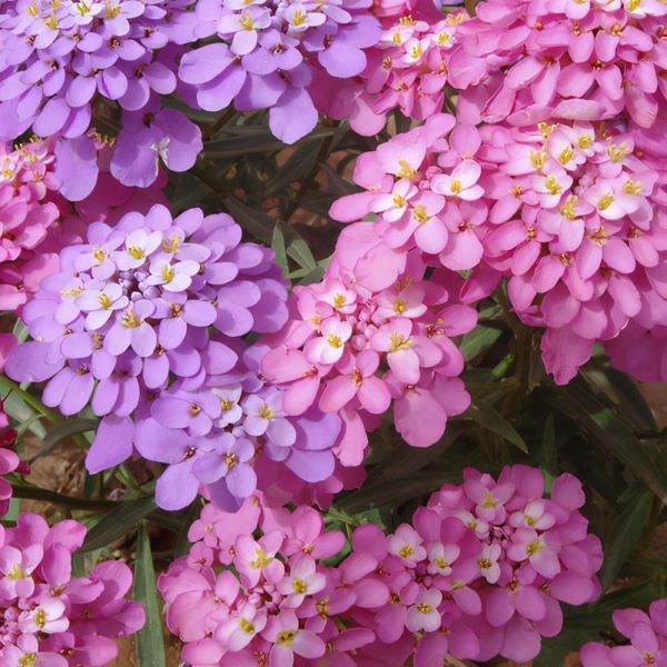 蜂室花什么时候播种「蜂室花什么时候播种最好」