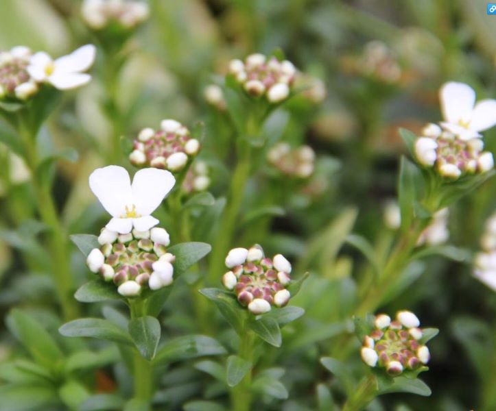 蜂室花什么时候播种「蜂室花什么时候播种最好」