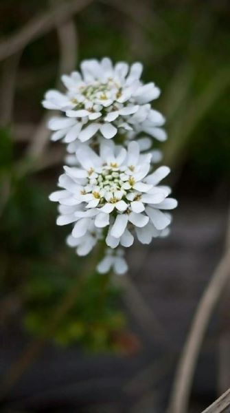 蜂室花什么时候播种「蜂室花什么时候播种最好」