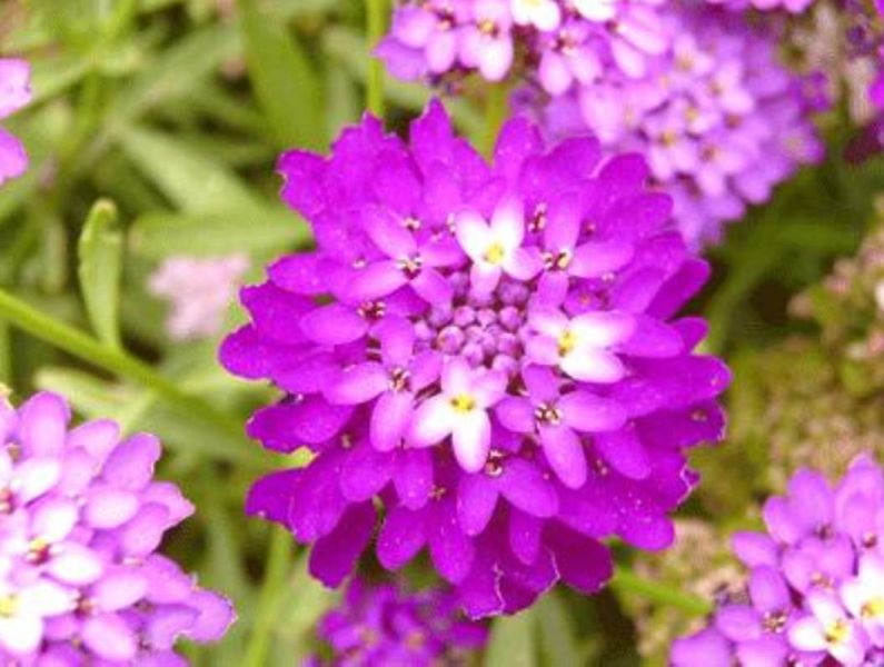 蜂室花什么时候播种「蜂室花什么时候播种最好」