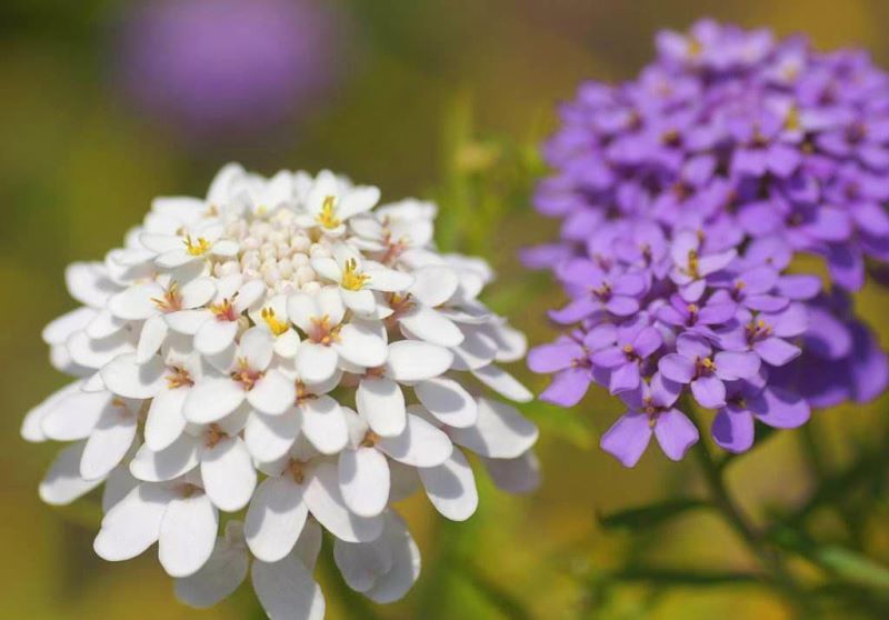 蜂室花什么时候播种「蜂室花什么时候播种最好」