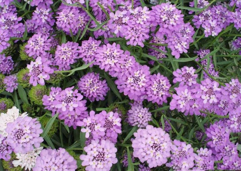 蜂室花什么时候播种「蜂室花什么时候播种最好」