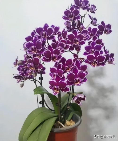 蝴蝶兰什么时候开花「蝴蝶兰什么时候开花时间是几点」_4