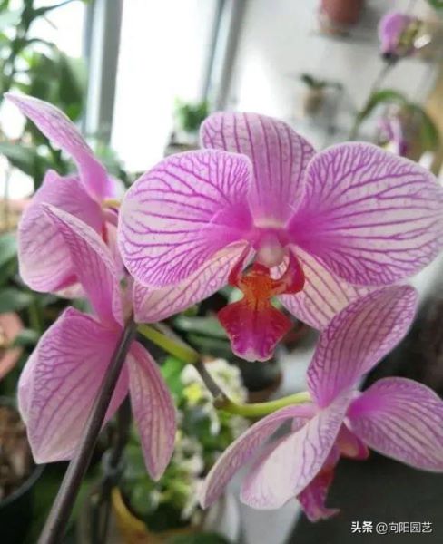 蝴蝶兰什么时候开花「蝴蝶兰什么时候开花时间是几点」_4