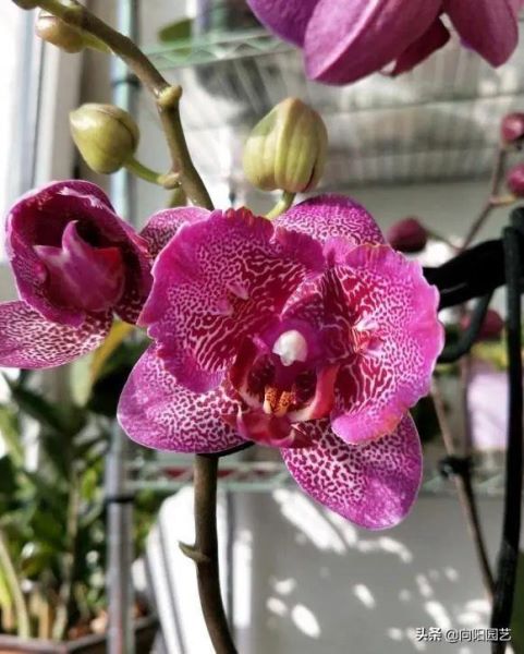 蝴蝶兰什么时候开花「蝴蝶兰什么时候开花时间是几点」_4