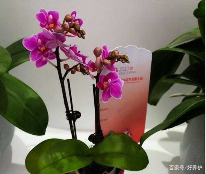 蝴蝶兰哪种最好最贵「蝴蝶兰哪种最好最贵的」