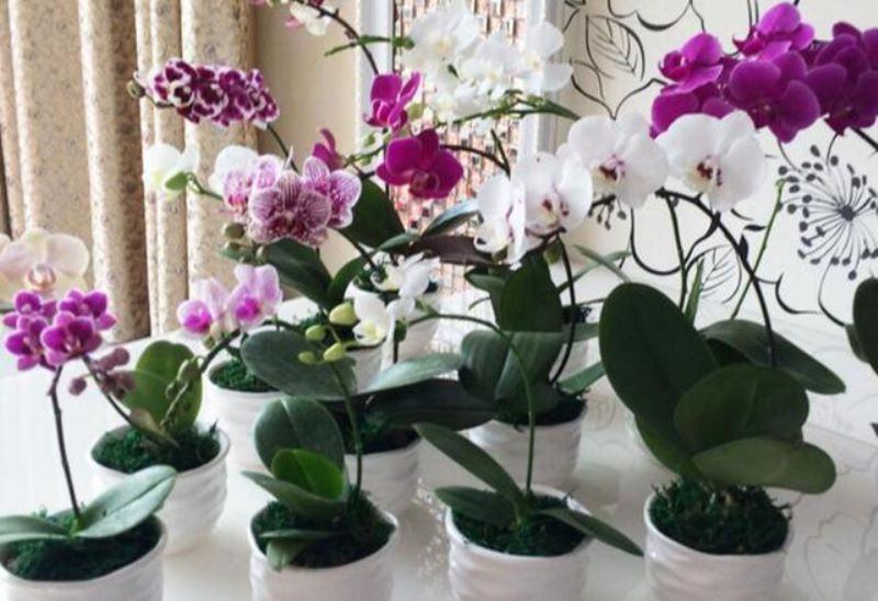 蝴蝶兰多长时间能开花「蝴蝶兰多长时间能开花结果」