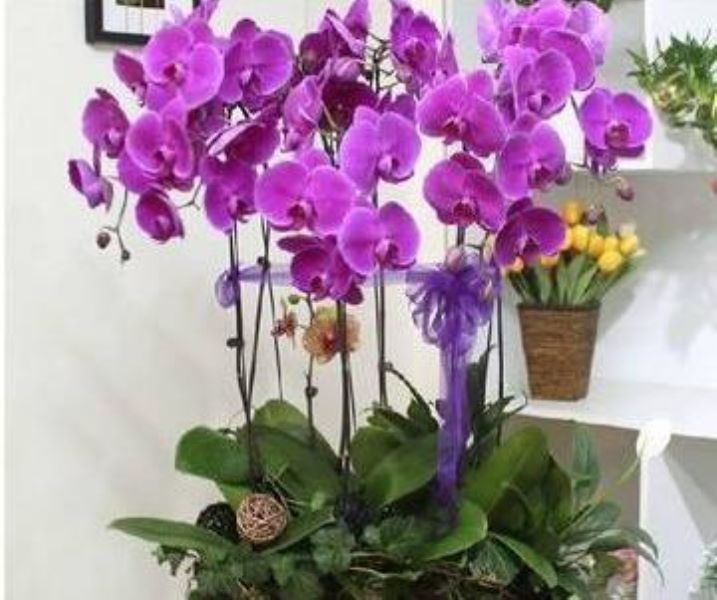 蝴蝶兰多长时间能开花「蝴蝶兰多长时间能开花结果」