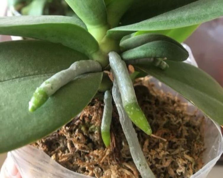 蝴蝶兰多长时间能开花「蝴蝶兰多长时间能开花结果」