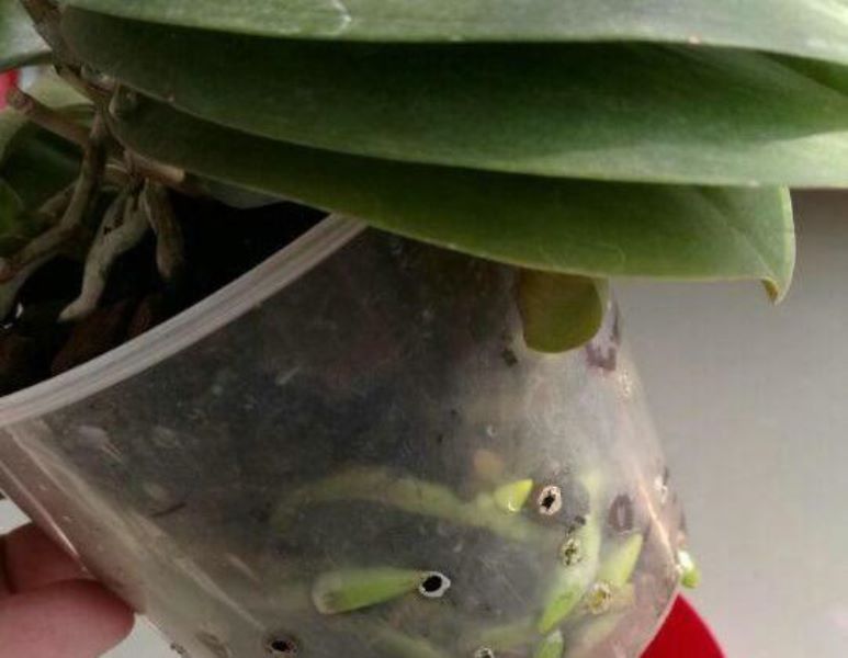 蝴蝶兰多长时间能开花「蝴蝶兰多长时间能开花结果」