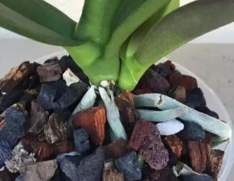 蝴蝶兰多长时间能开花「蝴蝶兰多长时间能开花结果」