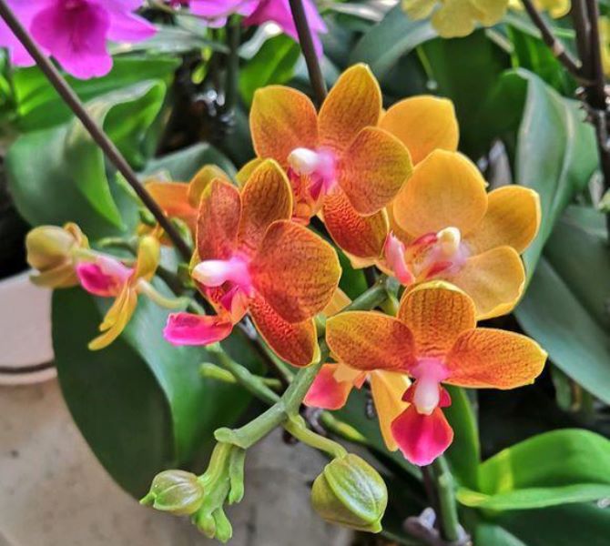 蝴蝶兰多长时间能开花「蝴蝶兰多长时间能开花结果」