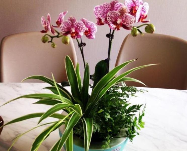 蝴蝶兰多长时间能开花「蝴蝶兰多长时间能开花结果」