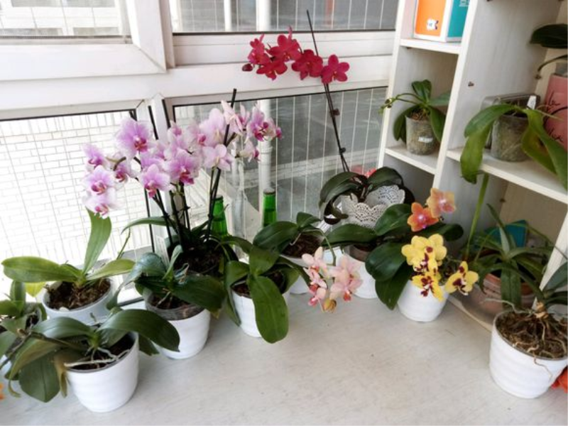 蝴蝶兰多长时间能开花「蝴蝶兰多长时间能开花结果」