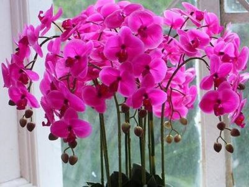 蝴蝶兰开花后怎么浇水「蝴蝶兰开花后怎么浇水施肥」