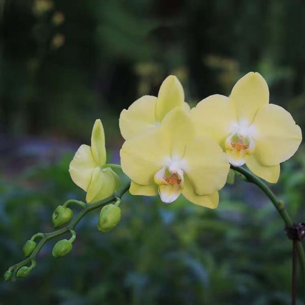 蝴蝶兰怎么养才会开花「蝴蝶兰怎么养才会开花视频」
