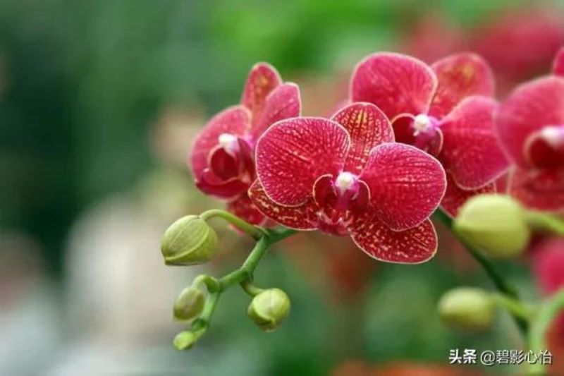 蝴蝶兰浇什么水长得快「蝴蝶兰浇什么水长得快一点」