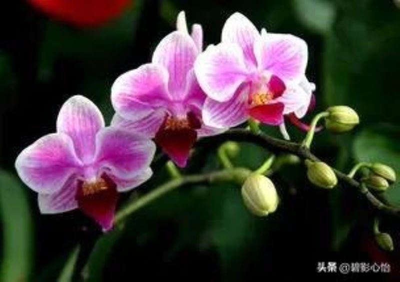 蝴蝶兰浇什么水长得快「蝴蝶兰浇什么水长得快一点」