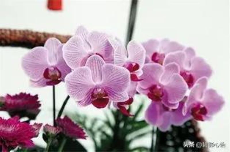 蝴蝶兰浇什么水长得快「蝴蝶兰浇什么水长得快一点」