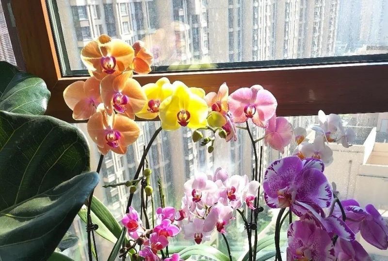 蝴蝶兰的养护方法是什么「蝴蝶兰的养护方法是什么呢」