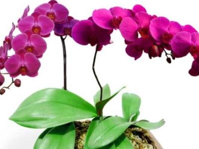 蝴蝶兰的栽培技术「蝴蝶兰的栽培技术和管理方法」