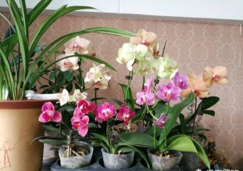 蝴蝶兰盆栽怎么浇水「蝴蝶兰盆栽怎么浇水最好」