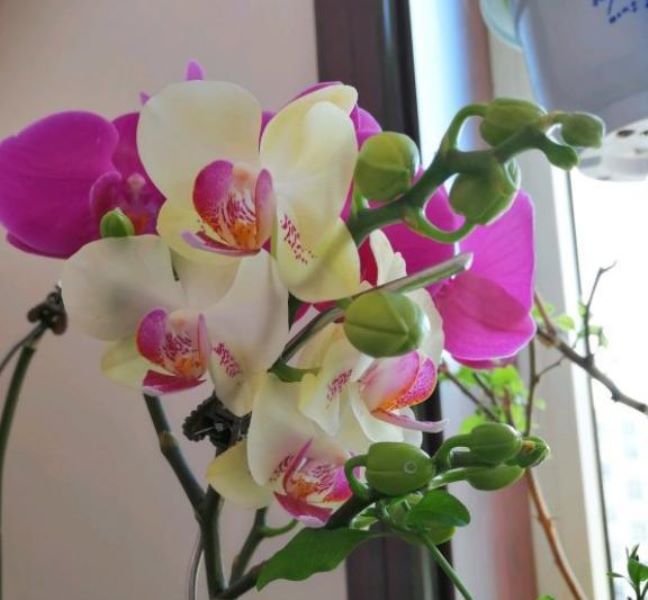 蝴蝶兰花凋谢后怎么养「蝴蝶兰开完花千万别扔」