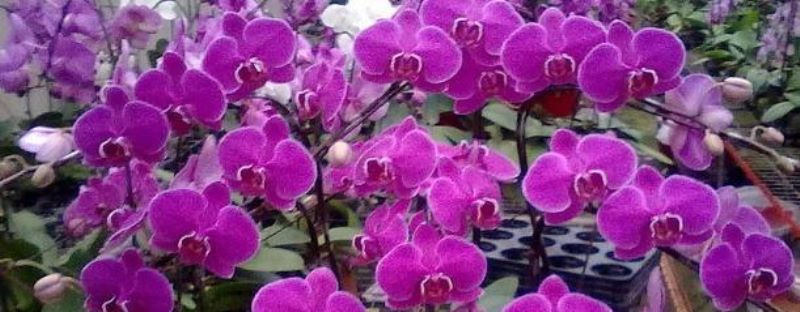 蝴蝶兰花如何种植「蝴蝶兰花如何种植视频」