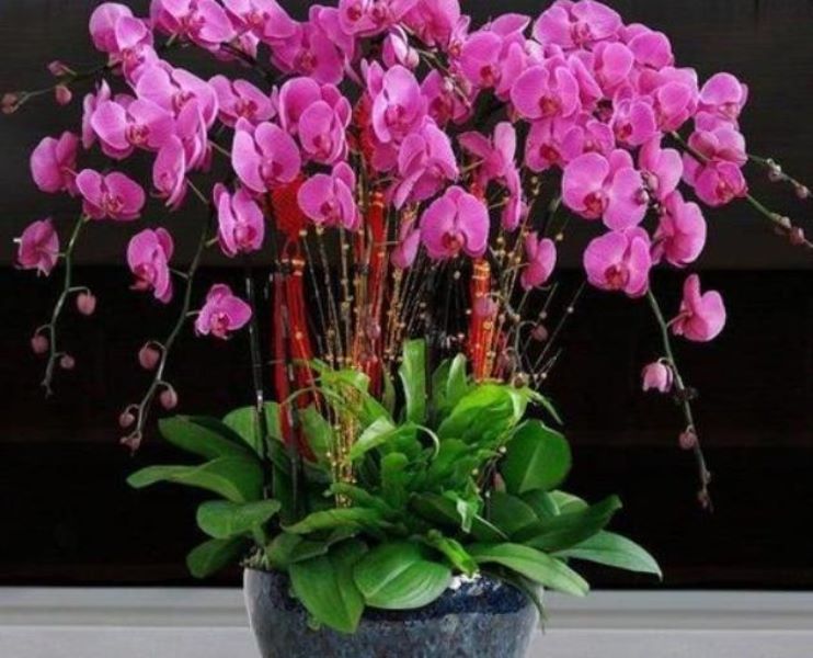 蝴蝶兰花如何种植「蝴蝶兰花如何种植视频」