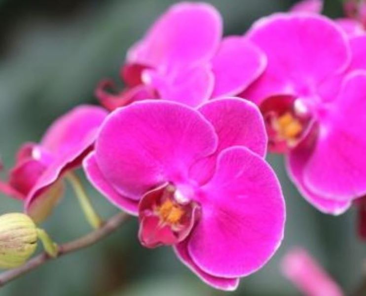 蝴蝶兰花如何种植「蝴蝶兰花如何种植视频」