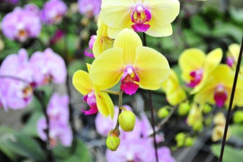 蝴蝶兰花期后怎样养护「蝴蝶兰花谢后怎么养护」