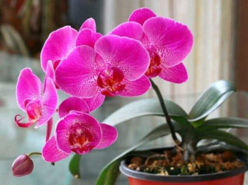 蝴蝶兰花期后怎样养护「蝴蝶兰花谢后怎么养护」
