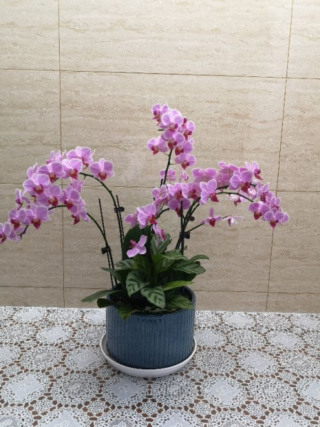 蝴蝶兰花期多久一年开几次「家里千万不能养蝴蝶兰花」