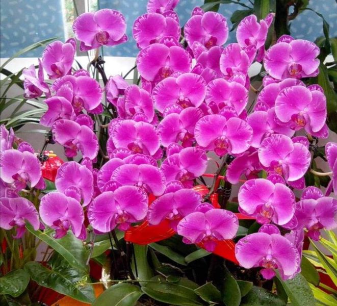 蝴蝶兰花栽培技术是什么「蝴蝶兰花栽培技术是什么意思」