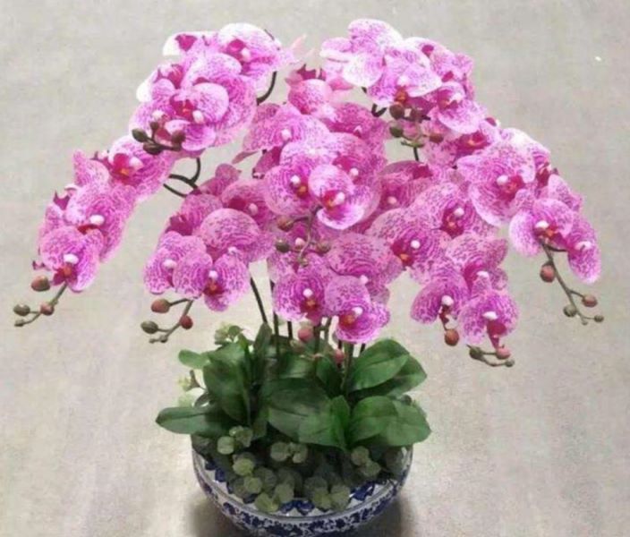 蝴蝶兰花栽培技术是什么「蝴蝶兰花栽培技术是什么意思」