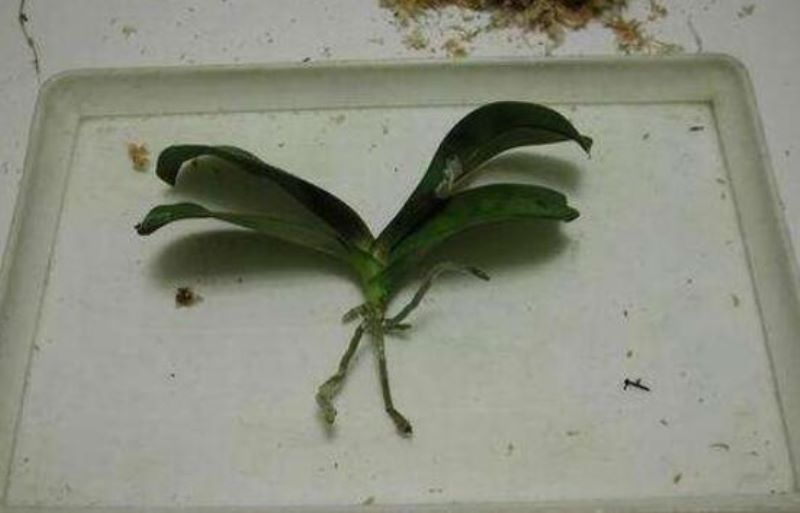 蝴蝶兰花梗繁殖方法是什么「蝴蝶兰花梗繁殖方法是什么呢」