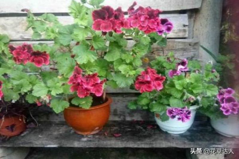 蝴蝶梅的养殖方法和注意事项「蝴蝶梅的养殖方法和注意事项有哪些」