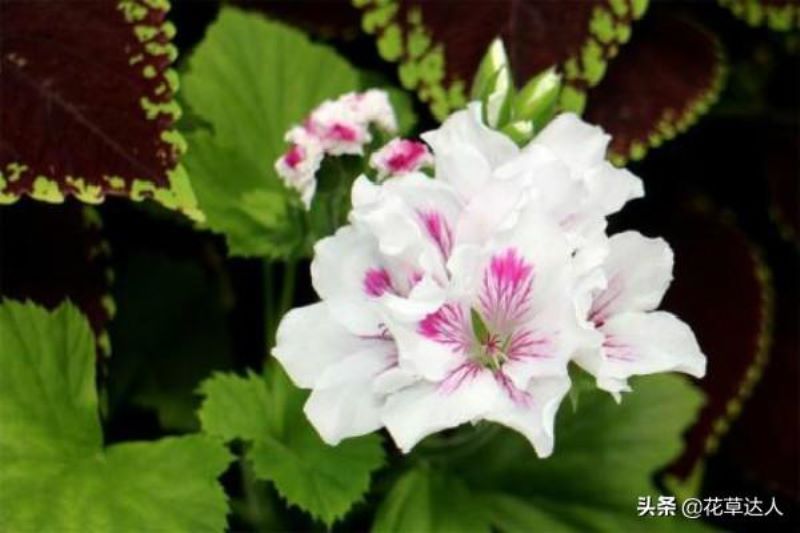 蝴蝶梅的养殖方法和注意事项「蝴蝶梅的养殖方法和注意事项有哪些」