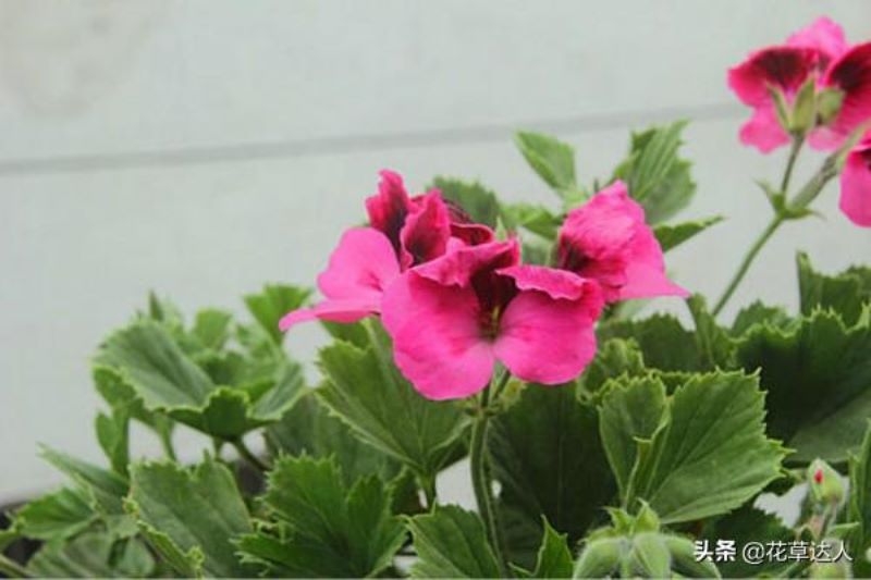 蝴蝶梅的养殖方法和注意事项「蝴蝶梅的养殖方法和注意事项有哪些」