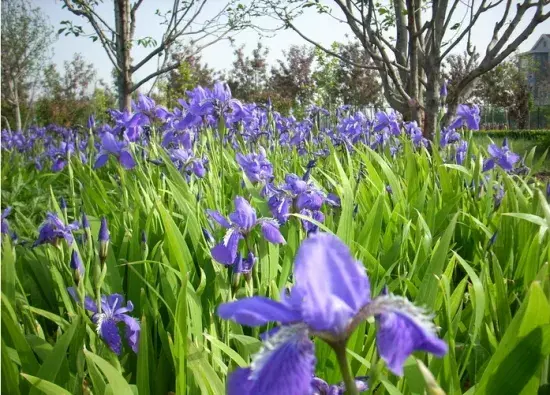 蝴蝶花的寓意和象征「蝴蝶花的寓意和象征风水」